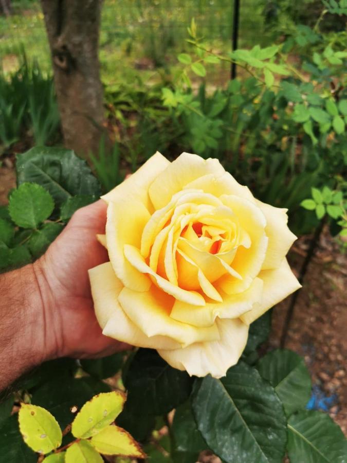 La Maison Du Soleil Provence Draguignan Eksteriør bilde